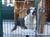 Cani da guardia - ZORAN